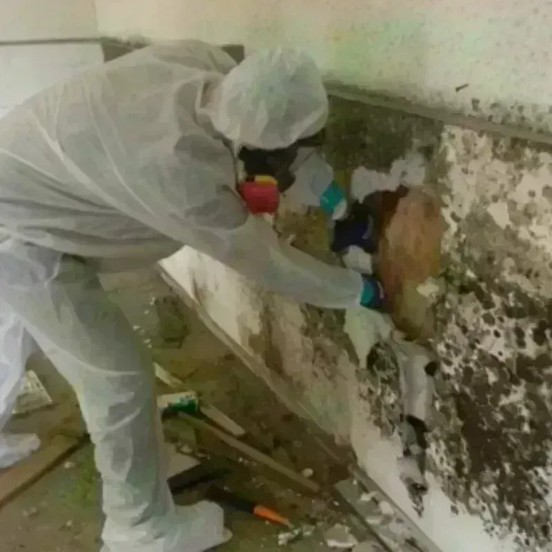 Mold Remediation and Removal in Broad Creek, NC